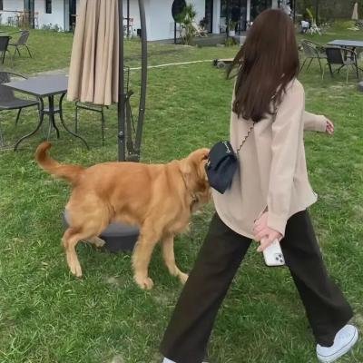 比基尼特工